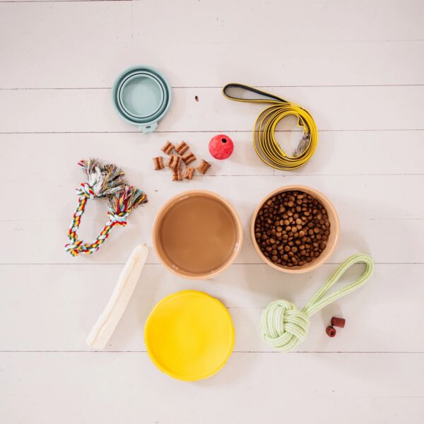 Everything for the dog flat lay of dog accessories equipment