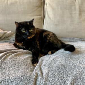 Tortie Cat Resting on Sofa