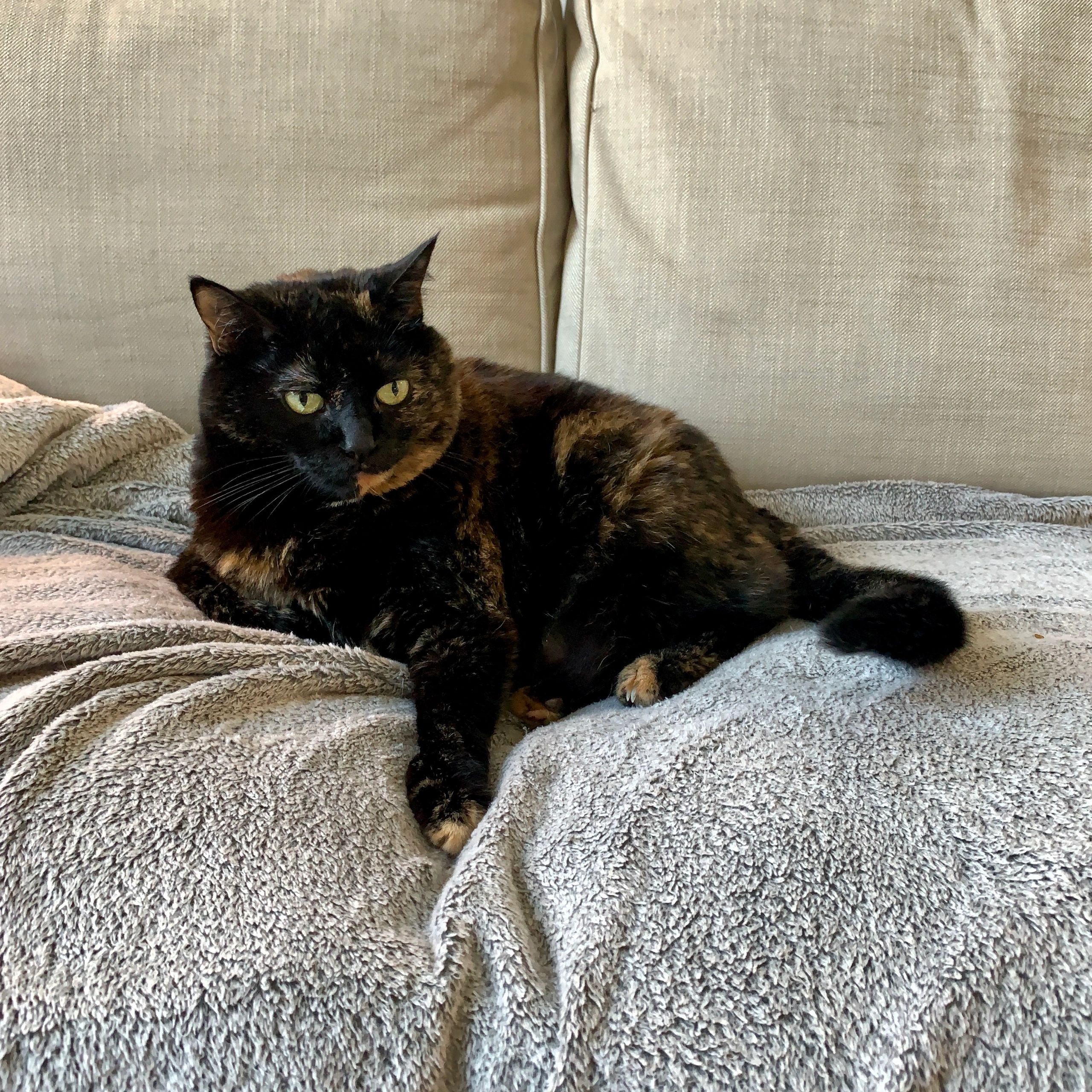 Tortie cat resting on sofa