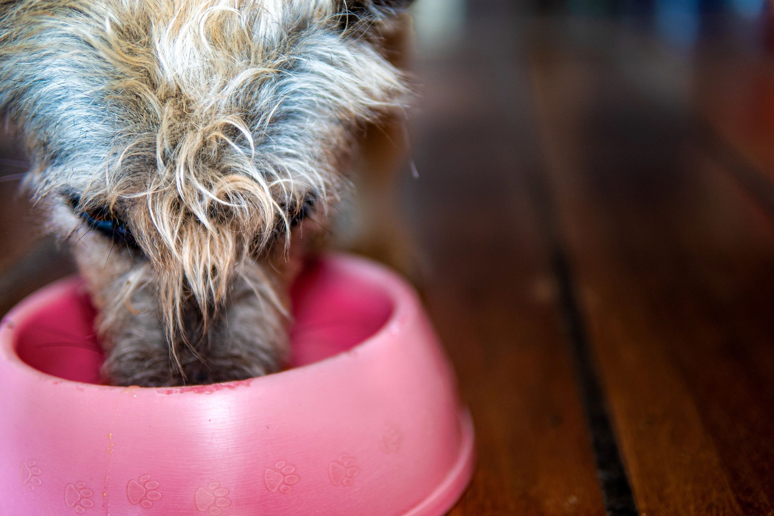 Dog eating from a food bowl