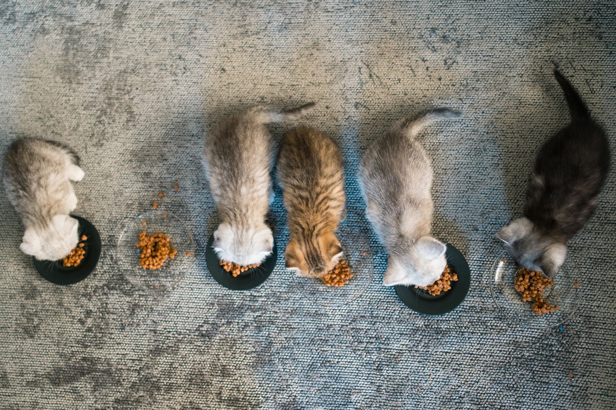 Kitten eating from a bowl