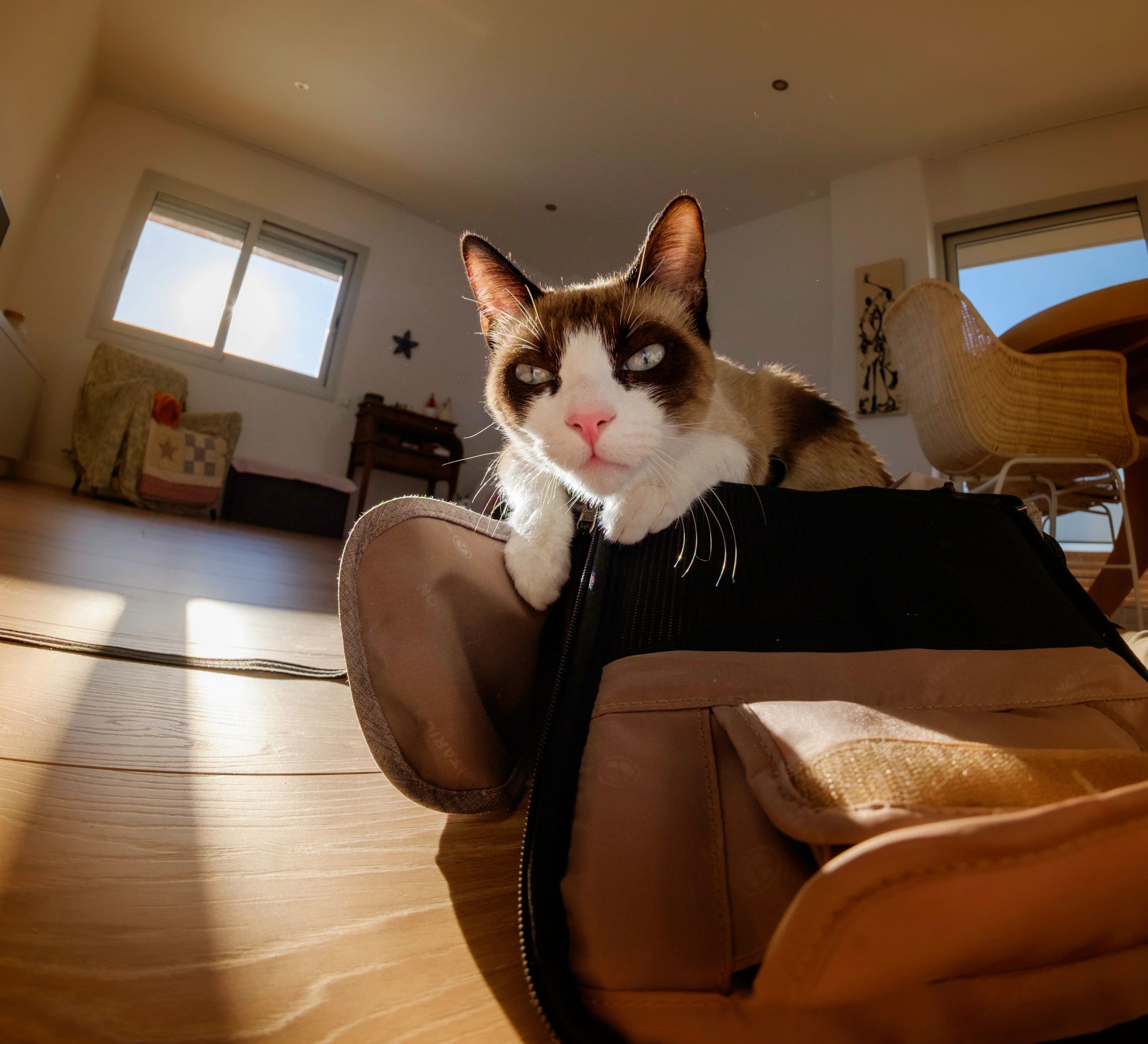 Cat with package representing pet product delivery