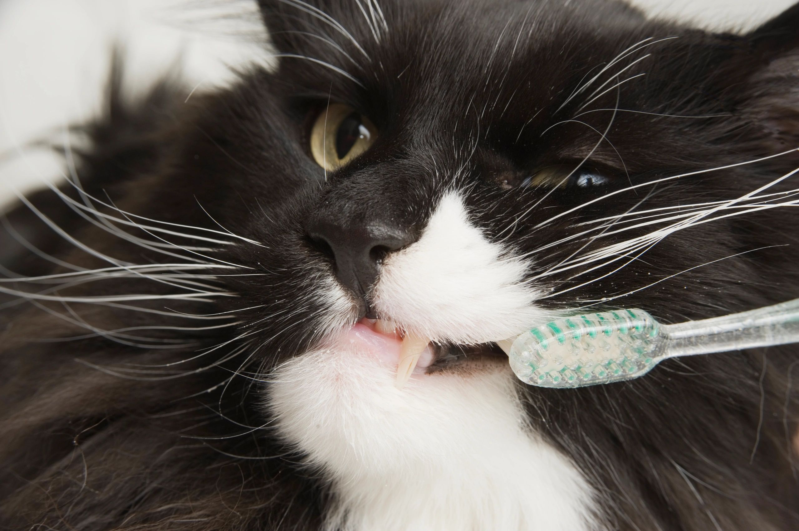 Cat close-up during dental care