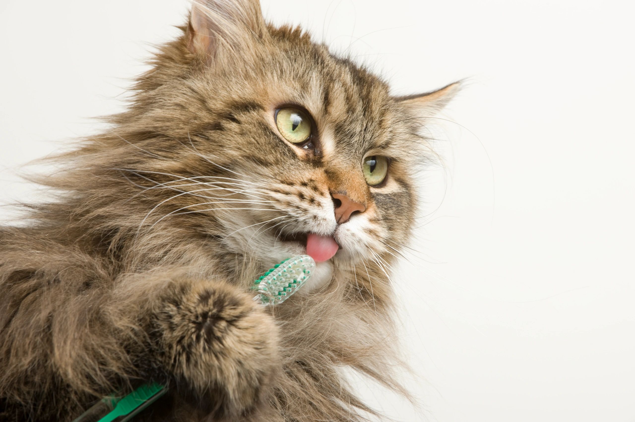 Cat with toothbrush close-up