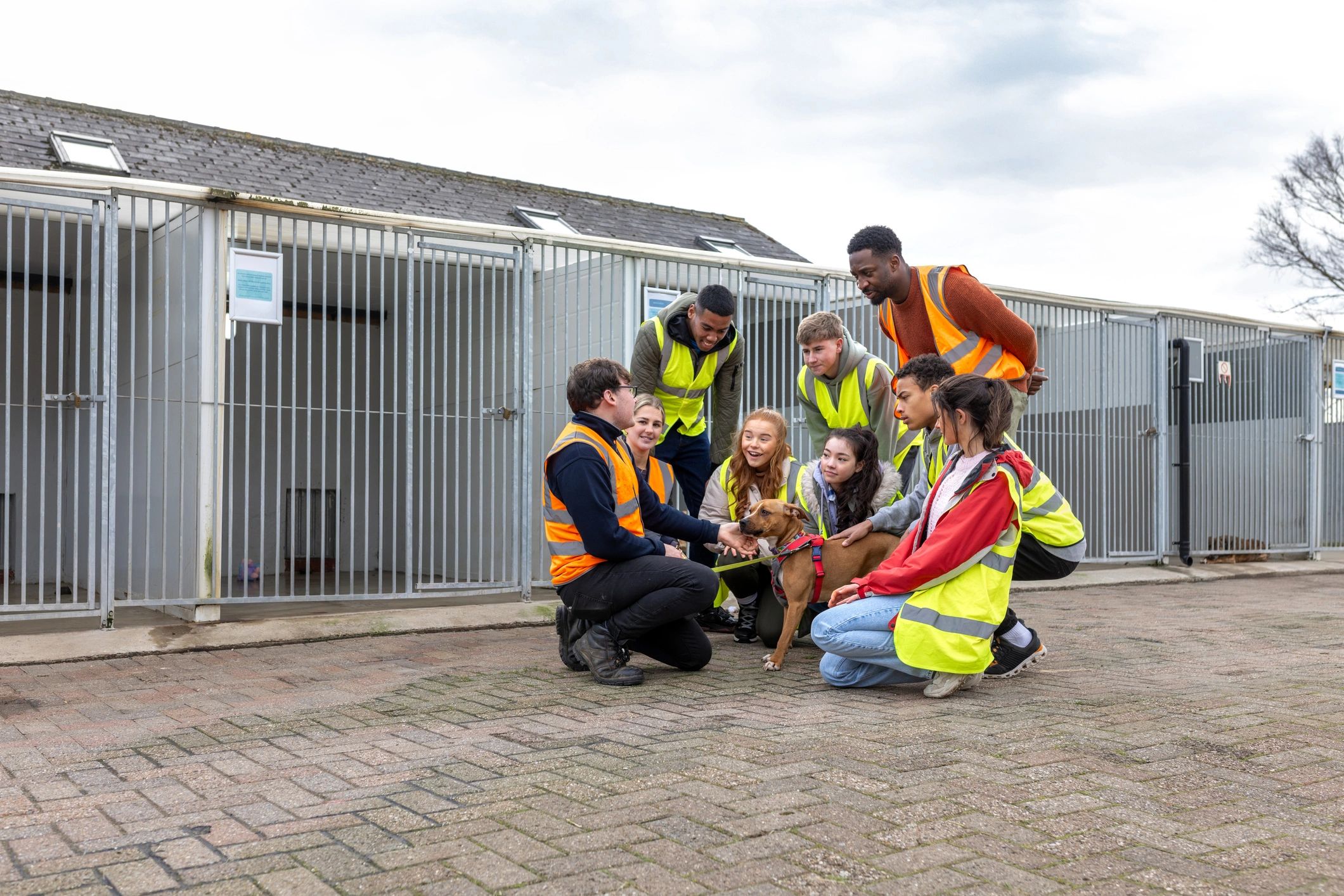 Team member caring for a dog