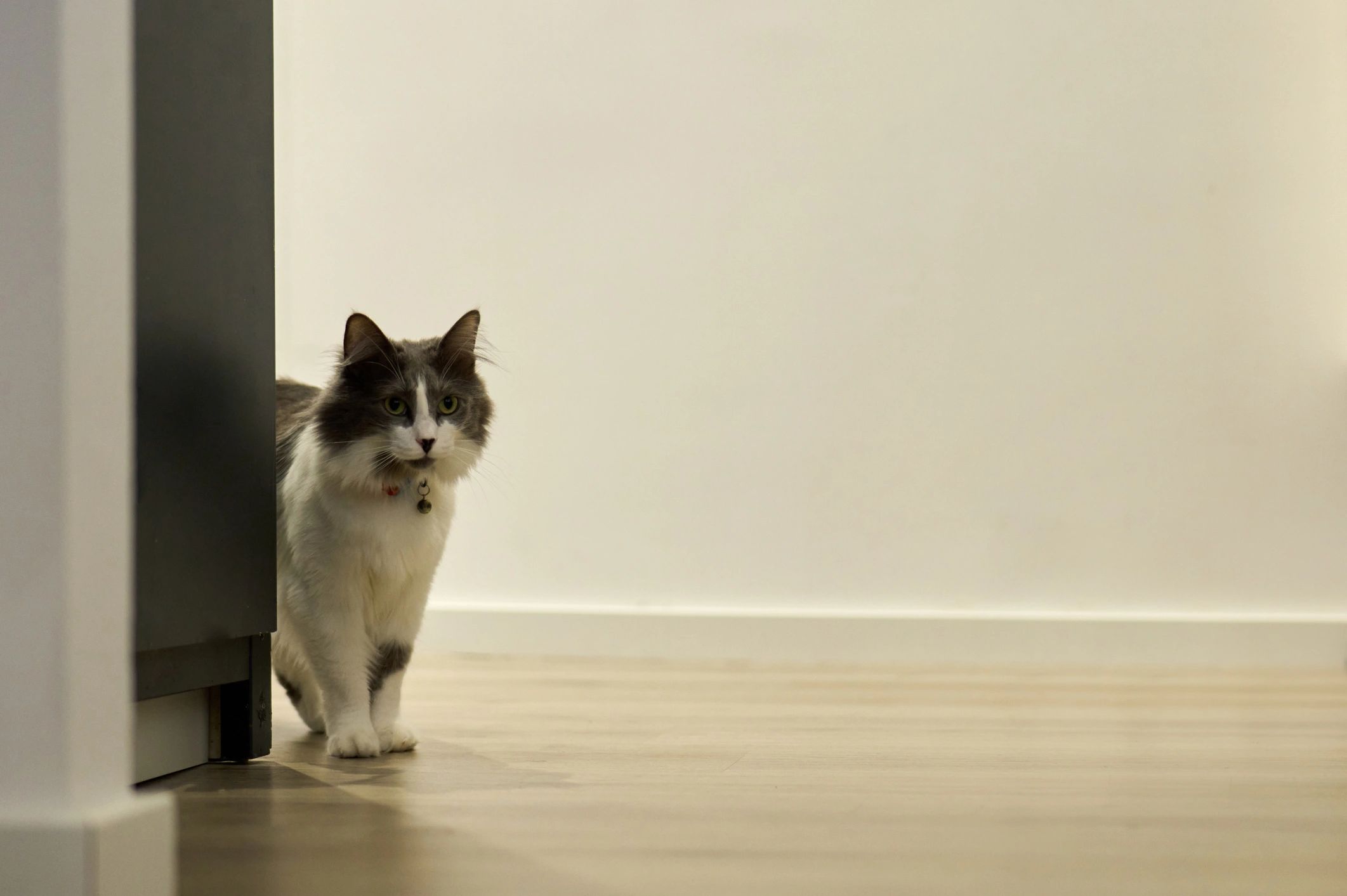 Curious cat peeking around a corner