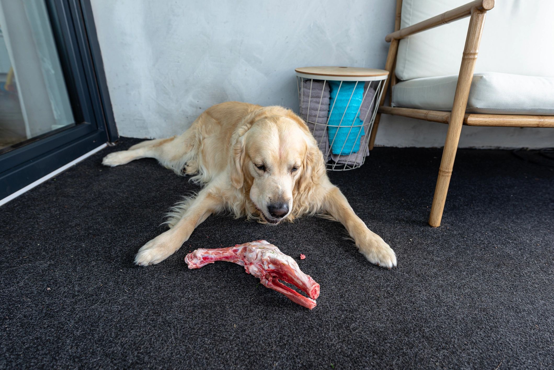 Golden retriever enjoying a treat